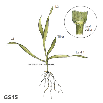 Illustration of cereal growth stage 15
